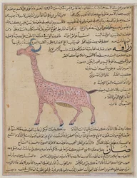 Ms E-7 fol.180 Une girafe, de 